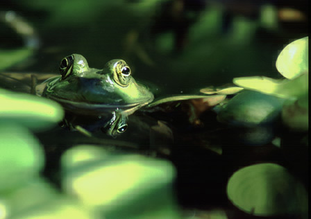 American Green Frog